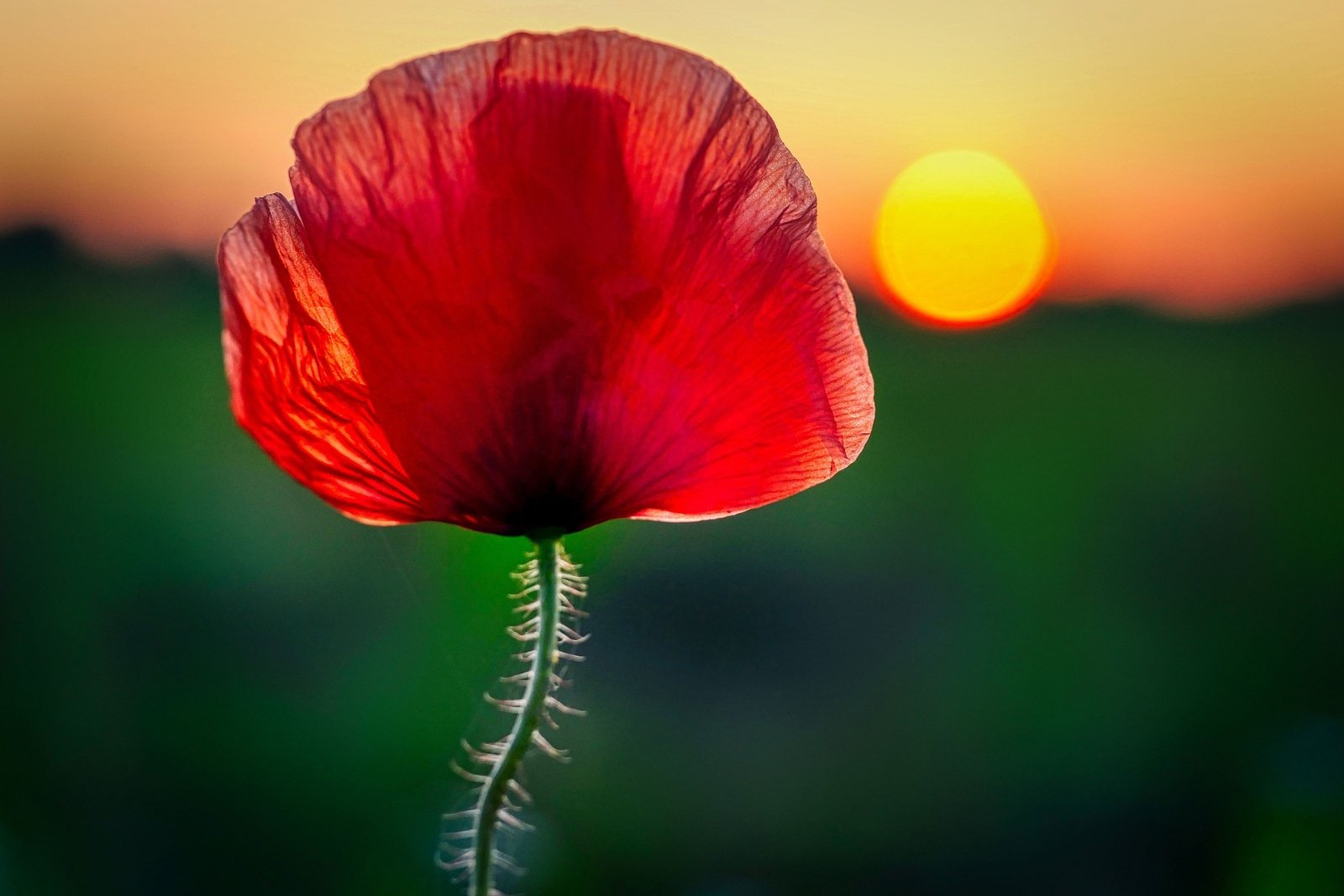 poppy-5311074_1920